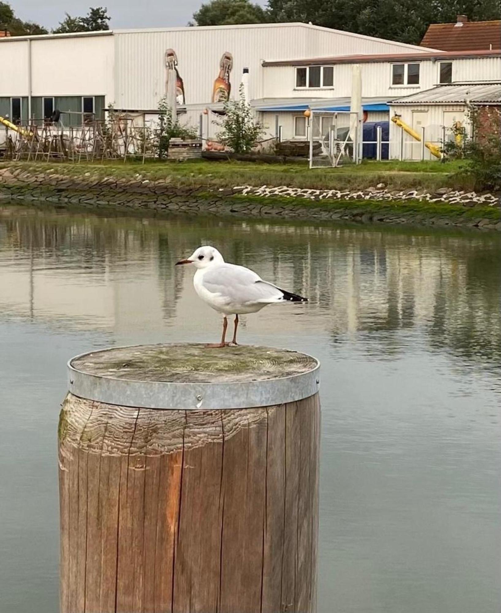 Strandkorb Buesum Exklusiv,Hafennaehe Exteriör bild
